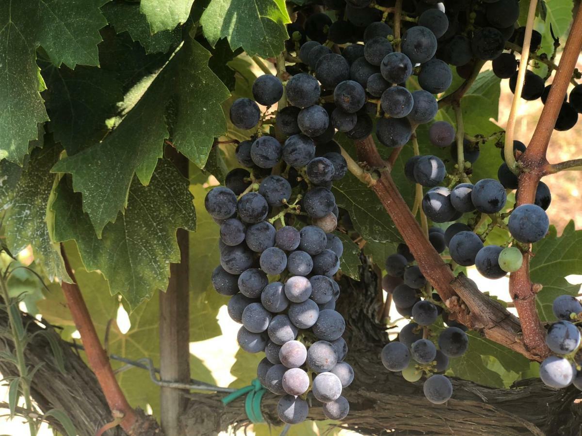 Agriturismo Pieve De Pitti Terricciola 外观 照片