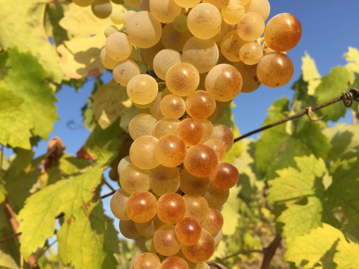 Agriturismo Pieve De Pitti Terricciola 外观 照片