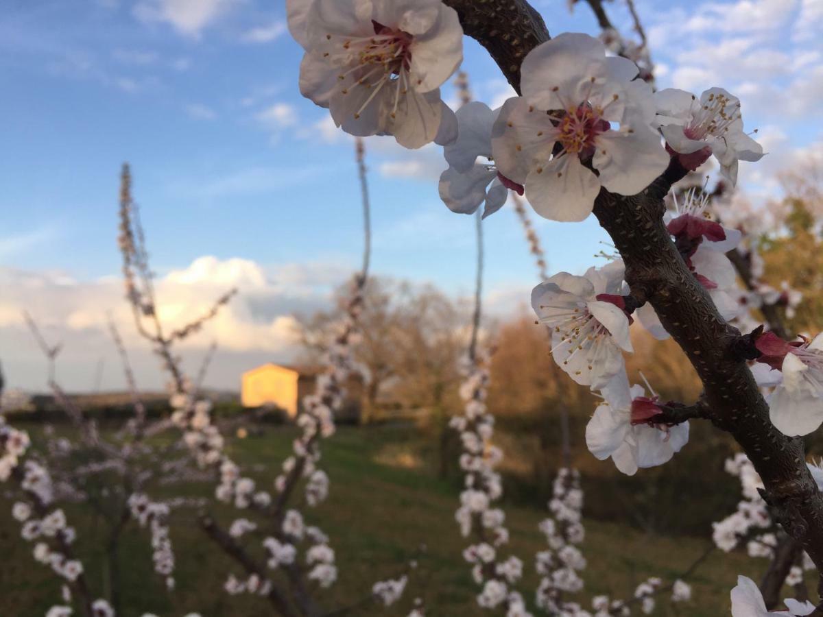 Agriturismo Pieve De Pitti Terricciola 外观 照片
