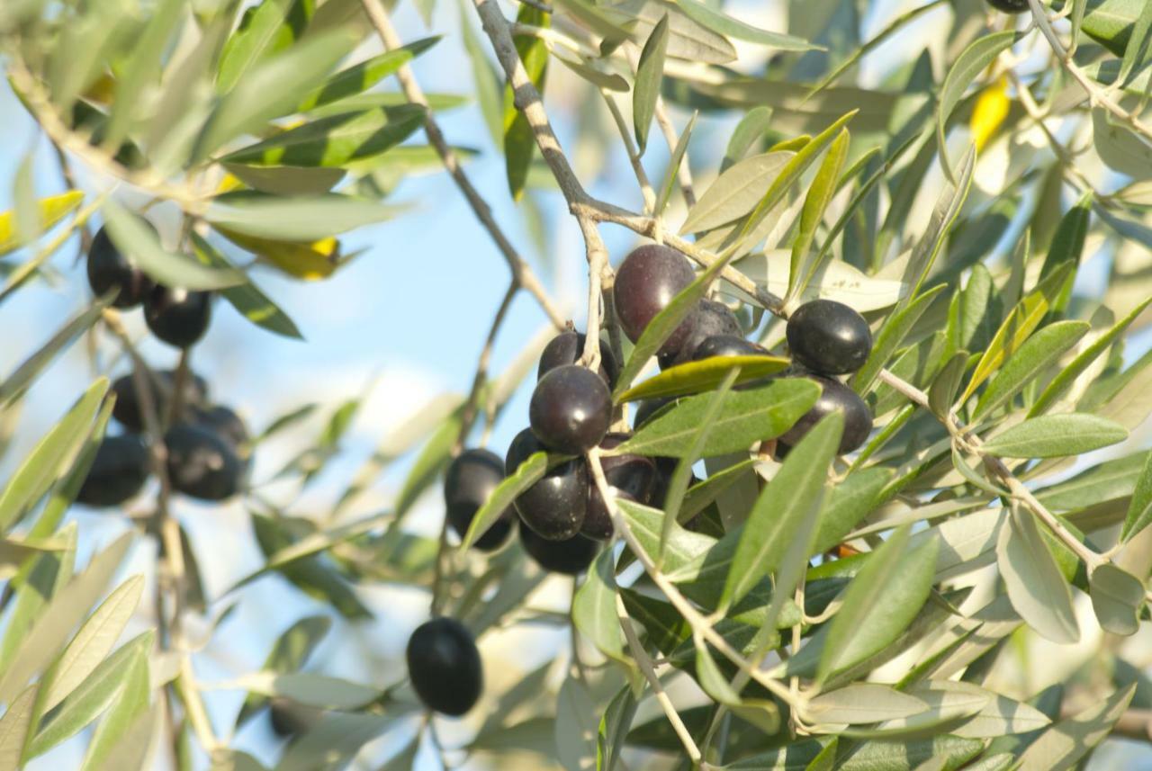 Agriturismo Pieve De Pitti Terricciola 外观 照片